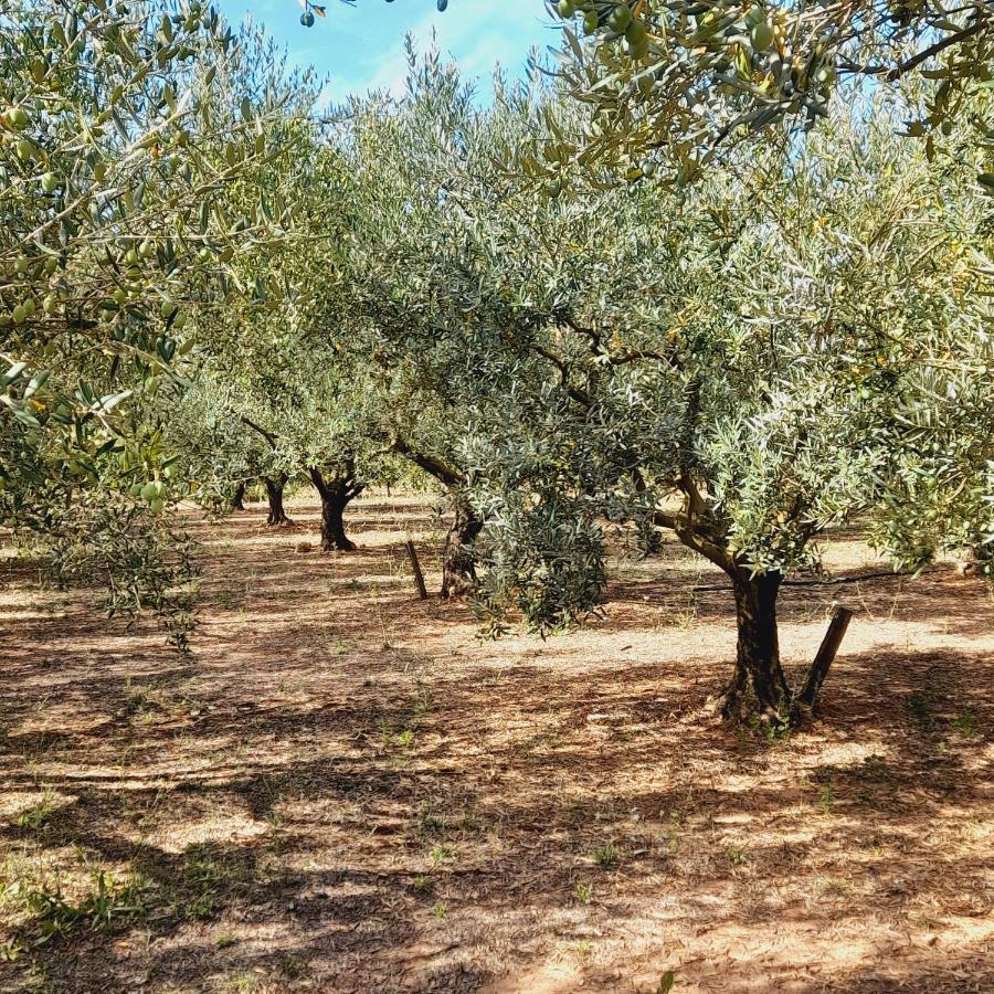 La Ferme Des Oliviers Holiday home *